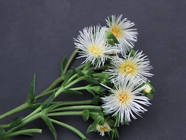 zembrin-origin-story-4